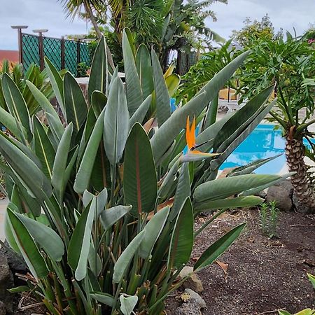 Willa Oasis Hill Botanical Garden Icod De Los Vinos Zewnętrze zdjęcie