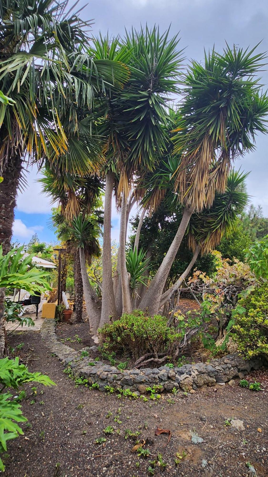 Willa Oasis Hill Botanical Garden Icod De Los Vinos Zewnętrze zdjęcie