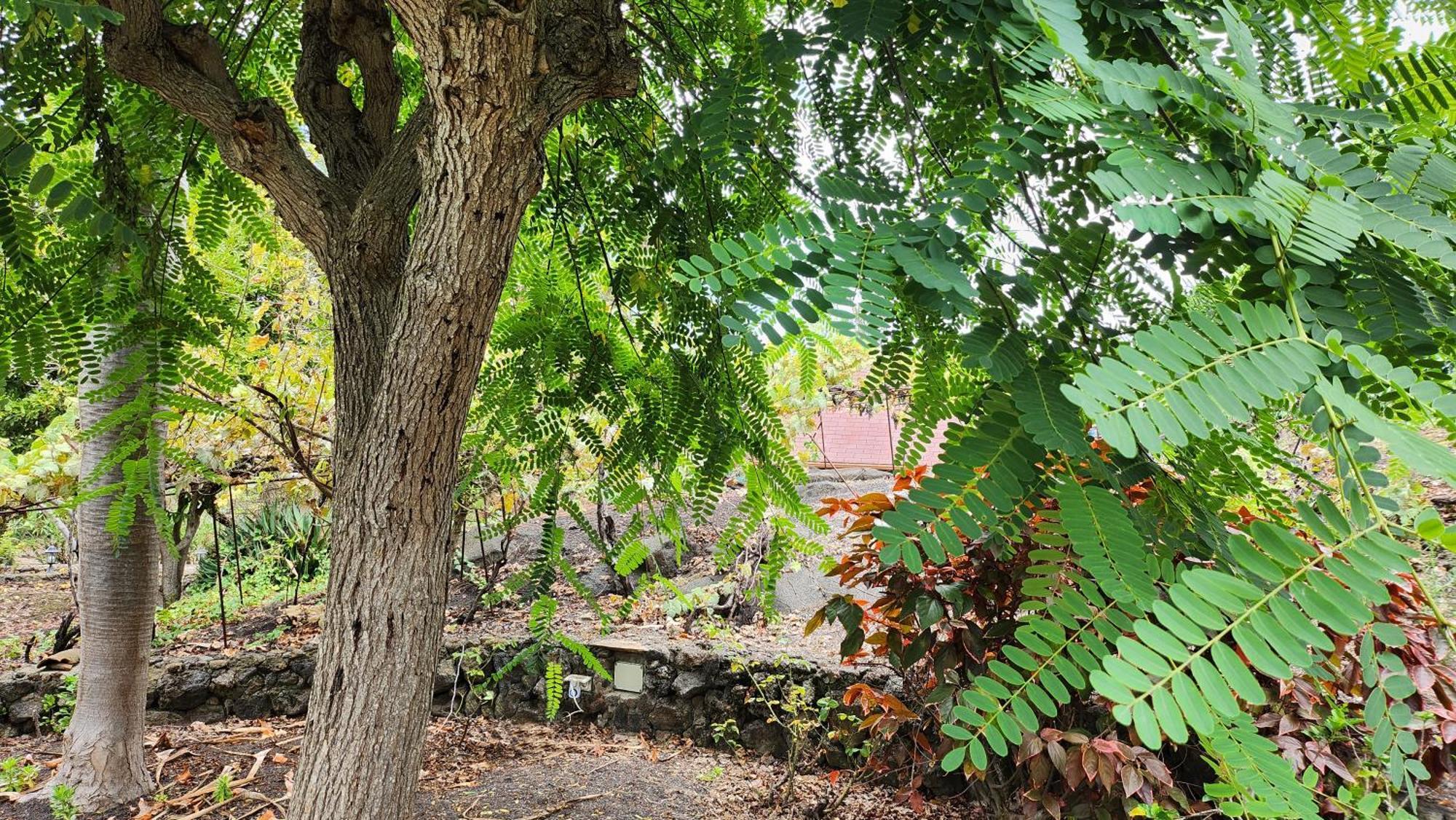 Willa Oasis Hill Botanical Garden Icod De Los Vinos Zewnętrze zdjęcie