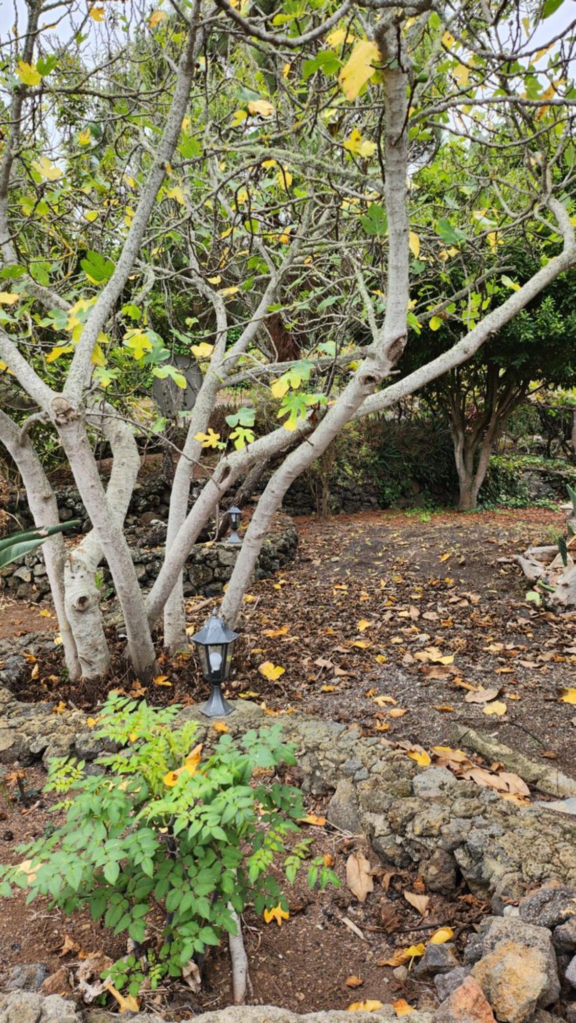 Willa Oasis Hill Botanical Garden Icod De Los Vinos Zewnętrze zdjęcie