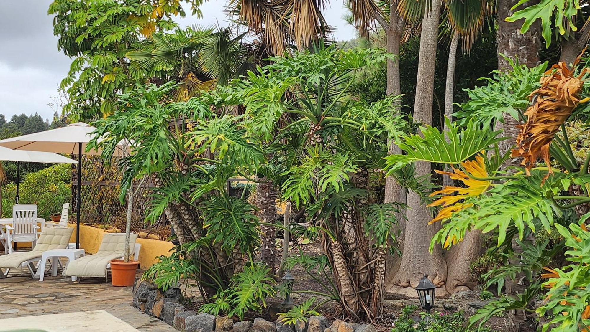 Willa Oasis Hill Botanical Garden Icod De Los Vinos Zewnętrze zdjęcie